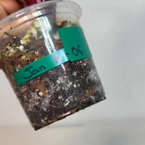 Variegated Philodendron Strawberry Shake Live Plant - Rare Pink Houseplant - Image 5