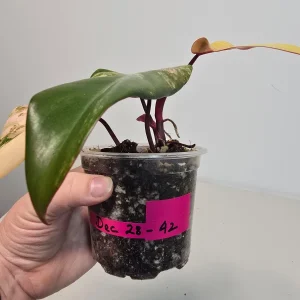 Variegated Philodendron Strawberry Shake Live Plant - Pink Houseplant - Image 5