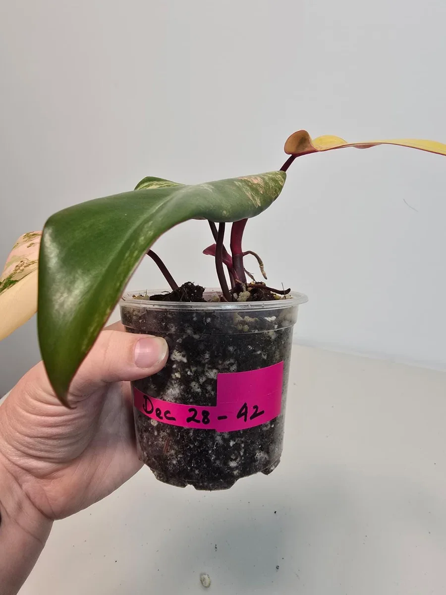 Variegated Philodendron Strawberry Shake Live Plant - Pink Houseplant - Image 5