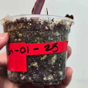 Variegated Philodendron Strawberry Shake Live Plant - Pink Philodendron Houseplant - Image 5