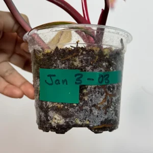 Variegated Philodendron Strawberry Shake Live Plant - Pink Aroid Houseplant - Image 5