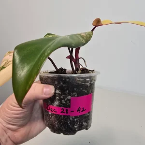 Variegated Philodendron Strawberry Shake Live Plant - Rare Pink Houseplant - Image 5