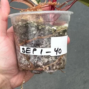 Variegated Philodendron Strawberry Shake Live Plant – Rare Potted Houseplant - Image 5