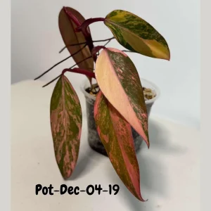 Variegated Philodendron Strawberry Shake Live Plant - Rare Pink & Yellow Foliage Houseplant - Image 5