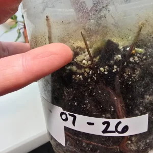 Variegated Philodendron Strawberry Shake Live Plant - Rare Pink Aroid Houseplant - Image 5