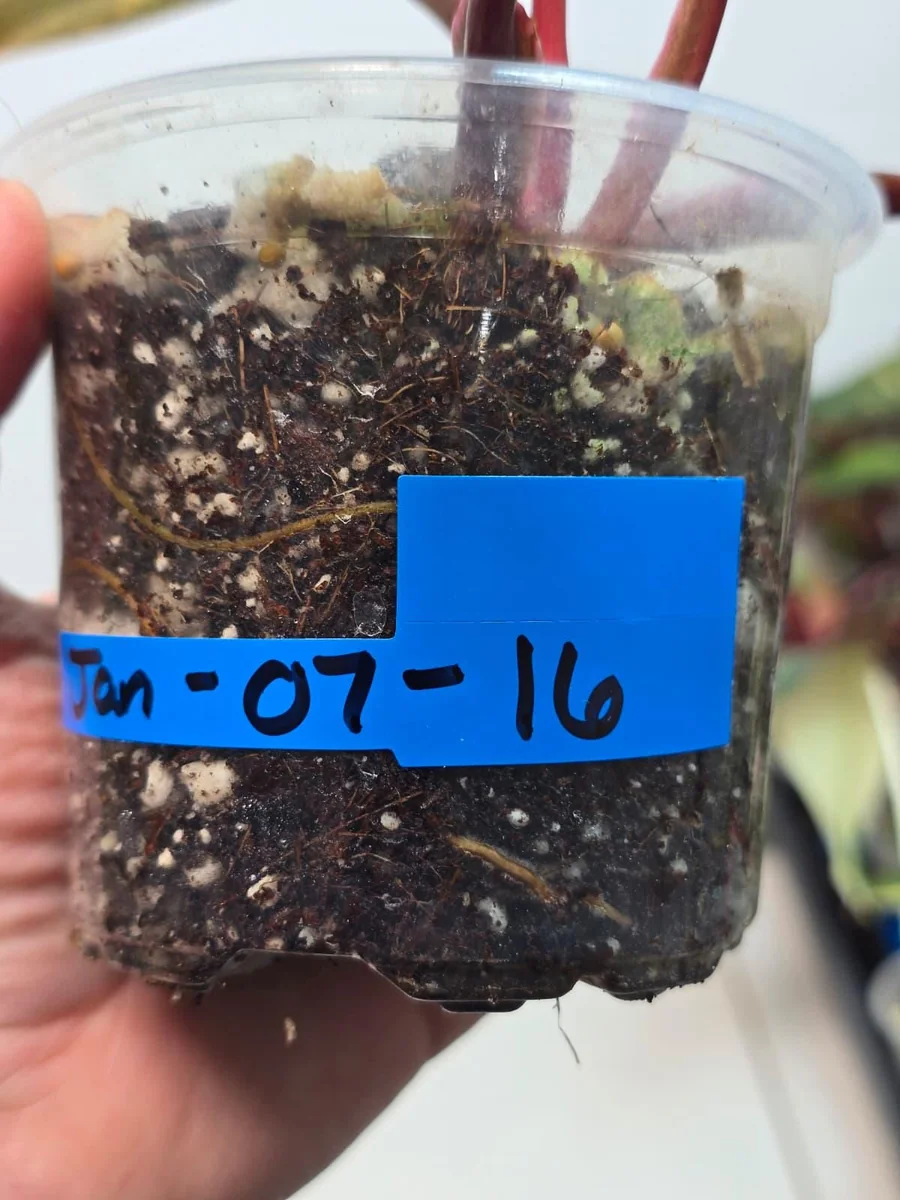 Variegated Philodendron Strawberry Shake Live Plant - Pink Philodendron - Image 5