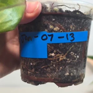 Variegated Philodendron Strawberry Shake Live Plant - Rare Pink Aroid Houseplant - Image 5