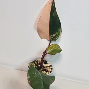 Variegated Philodendron Strawberry Shake Live Plant - Rare Pink Houseplant Indoor - Image 5