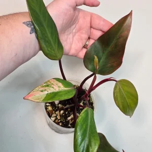 Variegated Philodendron Strawberry Shake Live Plant - Rare Pink Houseplant - Image 5