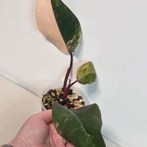 Variegated Philodendron Strawberry Shake Live Plant - Rare Pink Houseplant Indoor - Image 6