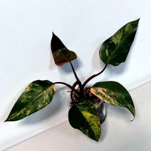 Variegated Philodendron Strawberry Shake Live Plant - Rare Indoor Plant - Image 1