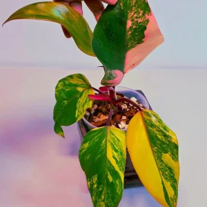 Variegated Philodendron Strawberry Shake Live Plant - Pink Philodendron Houseplant - Image 6