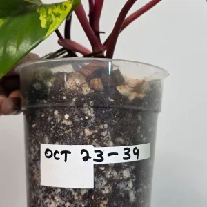 Variegated Philodendron Strawberry Shake Live Plant - Pink Philodendron Houseplant - Image 7