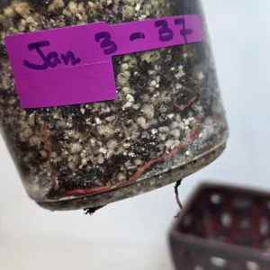 Variegated Philodendron Strawberry Shake Live Plant - Rare Pink Collector Plant - Indoor Houseplant - Image 7