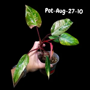 Variegated Philodendron Strawberry Shake Live Plant - Rare Aroid Houseplant - Image 8