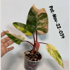 Variegated Philodendron Strawberry Shake Live Plant - Rare Pink & Yellow Foliage Houseplant - Image 9