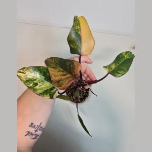 Variegated Philodendron Strawberry Shake Live Plant - Rare Pink Aroid Houseplant - Image 1