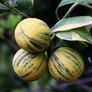 Variegated Pink Lemon in half Gallon Pot, air layered, Florida Shipping Only - Image 1