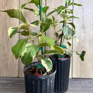 Variegated Pink Lemon in half Gallon Pot, air layered, Florida Shipping Only - Image 6