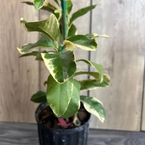 Variegated Pink Lemon Live Plant - 1/2 Gallon Pot - Indoor/Outdoor Fruit Tree - Image 2