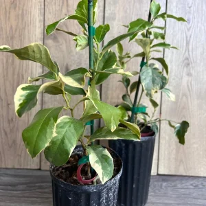 Variegated Pink Lemon Live Plant - 1/2 Gallon Pot - Indoor/Outdoor Fruit Tree - Image 4