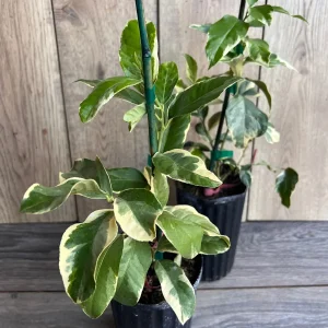 Variegated Pink Lemon Live Plant - 1/2 Gallon Pot - Indoor/Outdoor Fruit Tree - Image 6