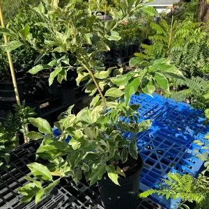 Variegated Pink Lemon Tree - Live Plant, 2 Gallon, 2 Feet Tall, Outdoor Citrus - Image 3