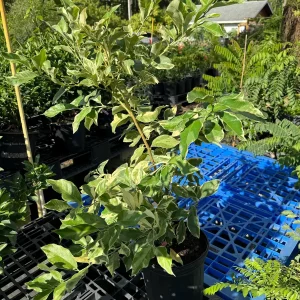 Variegated Pink Lemon Tree - Live Plant, 2 Gallon, 2 Feet Tall, Outdoor Citrus - Image 4