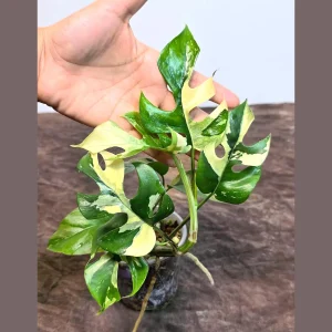 Variegated Rhaphidophora Tetrasperma Albo Live Plant – Mini Monstera Potted Houseplant - Image 1