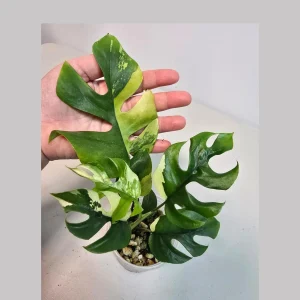 Variegated Rhaphidophora Tetrasperma Albo Live Plant - Mini Monstera Houseplant - Image 1