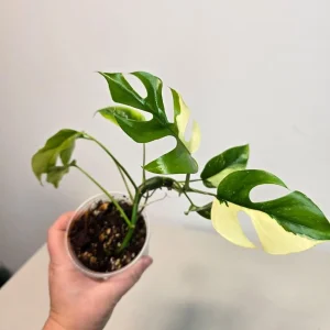 Variegated Rhaphidophora Tetrasperma Albo Live Plant - Mini Monstera Houseplant - Image 1