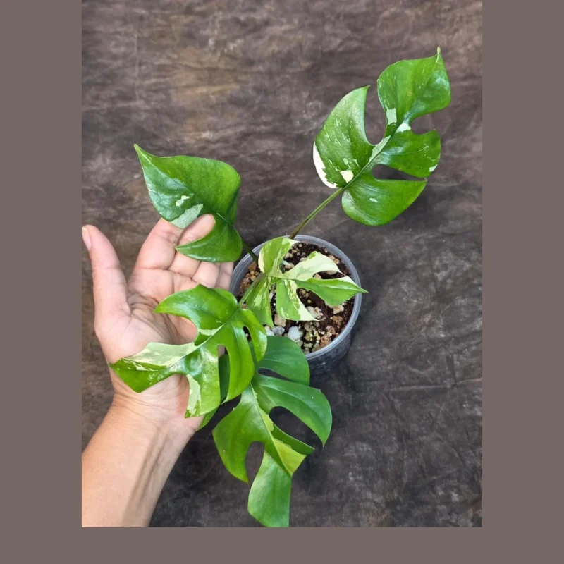 philodendron micans variegata pink Philodendron Micans Albo/Pink Variegated (wk13-C)