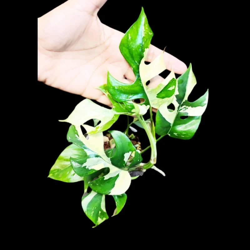 Variegated Rhaphidophora Tetrasperma Albo Live Plant - Rare Mini Monstera