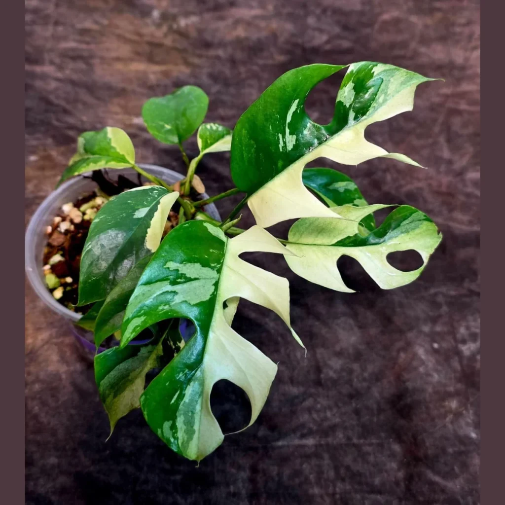 03」Monstera Rhaphidophora tetrasperma Full MINT variegata
