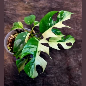 Variegated Rhaphidophora Tetrasperma Albo Live Plant - Mini Monstera Houseplant - Image 1