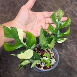 Variegated Rhaphidophora Tetrasperma Albo Live Plant - Mini Monstera Houseplant - Image 2