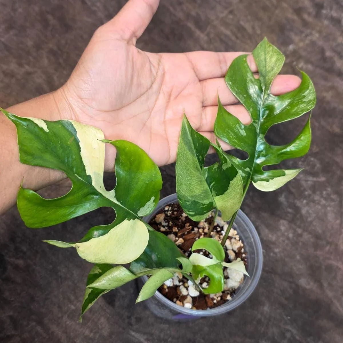 Variegated Rhaphidophora Tetrasperma Albo Live Plant - Mini Monstera Houseplant - Image 2