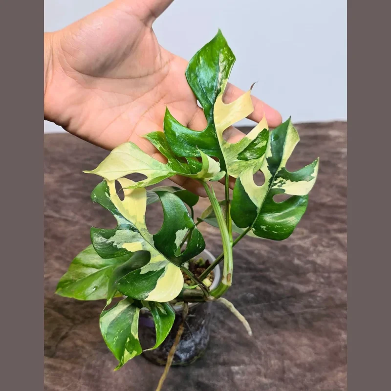 Variegated Rhaphidophora Tetrasperma Albo Live Plant - Rare Mini Monstera
