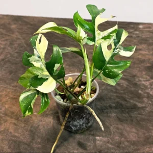 Variegated Rhaphidophora Tetrasperma Albo Live Plant - Mini Monstera Houseplant - Image 2
