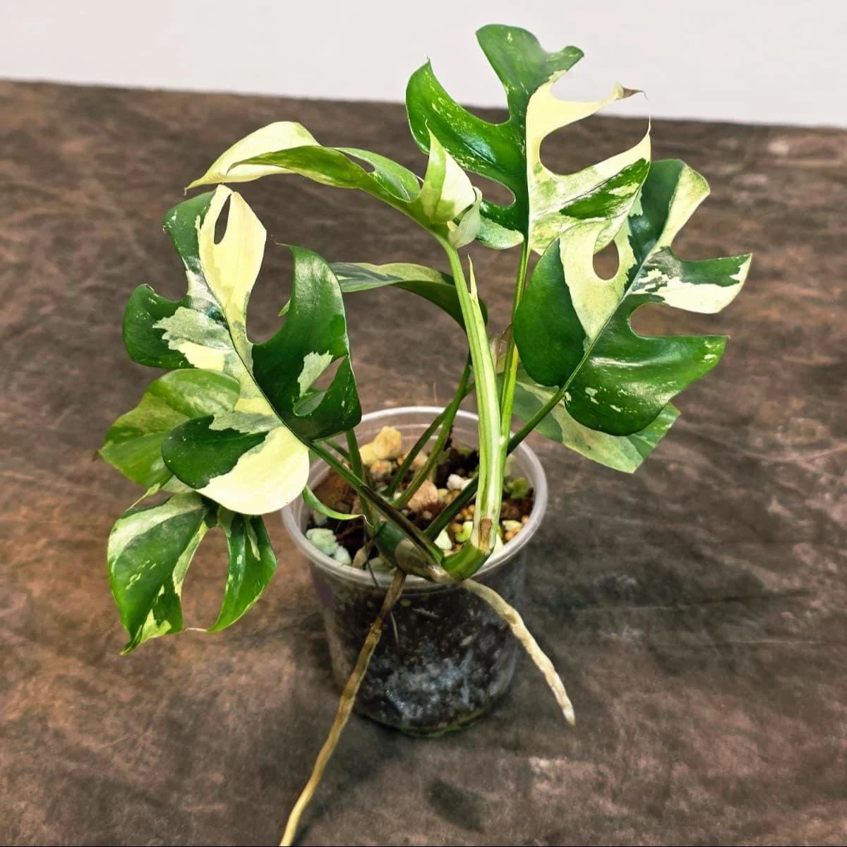 Variegated Rhaphidophora Tetrasperma Albo Live Plant - Mini Monstera Houseplant - Image 2