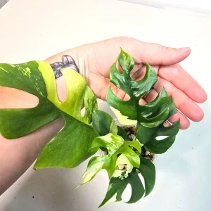 Variegated Rhaphidophora Tetrasperma Albo Live Plant – Mini Monstera Potted Houseplant - Image 2