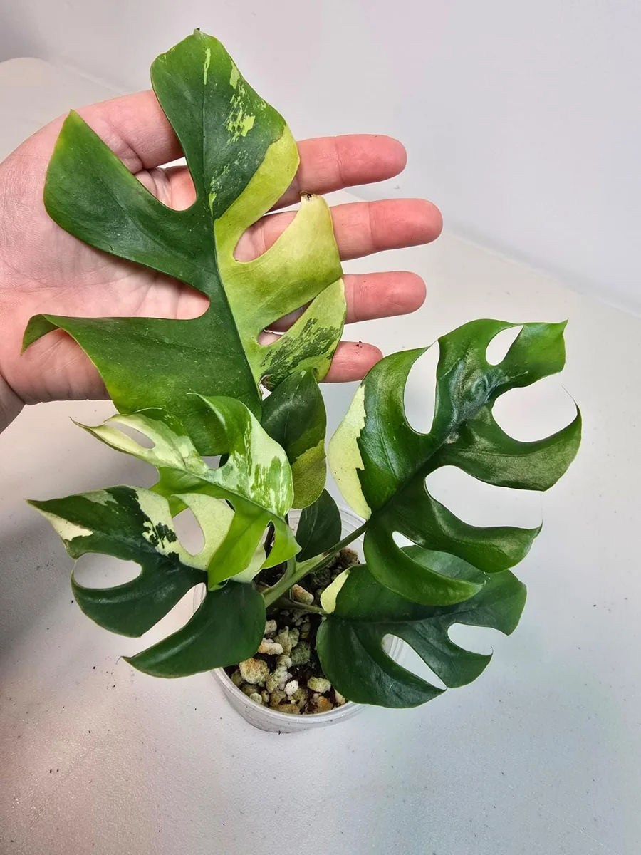 Variegated Rhaphidophora Tetrasperma Albo Live Plant - Mini Monstera Houseplant - Image 2