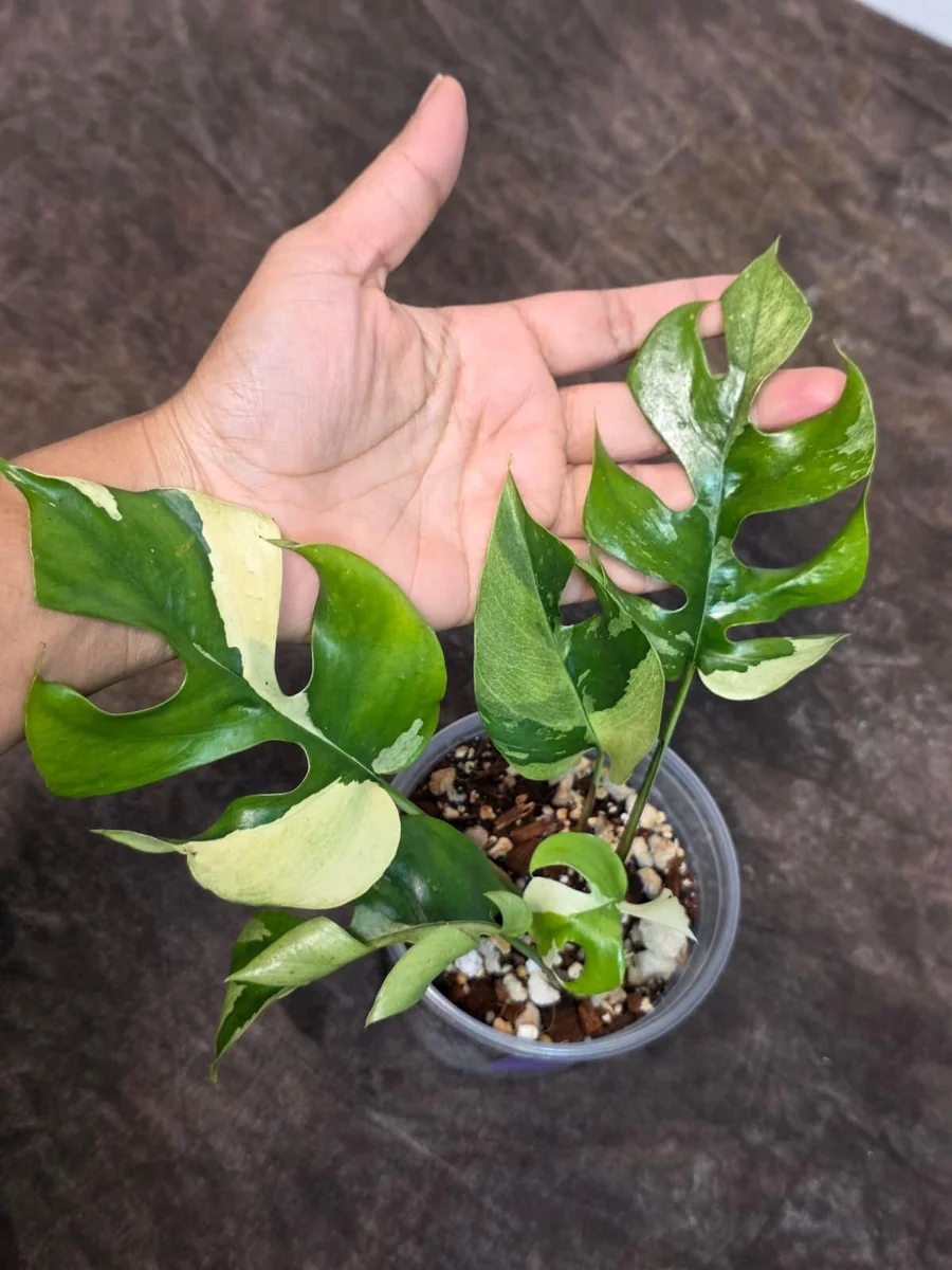 Variegated Rhaphidophora Tetrasperma Albo Live Plant - Mini Monstera Aroid - Image 3