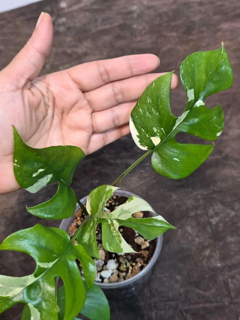 snake plants sale Sansevieria Moonshine | Snake Plant | 6
