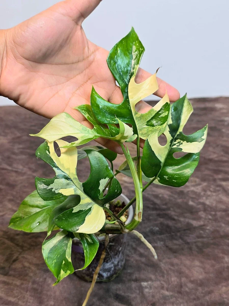 Variegated Rhaphidophora Tetrasperma Albo Live Plant - Mini Monstera Houseplant - Image 3