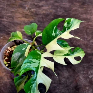 Variegated Rhaphidophora Tetrasperma Albo Live Plant - Mini Monstera Houseplant - Image 3