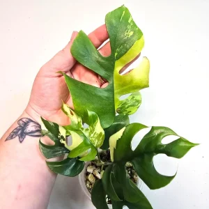 Variegated Rhaphidophora Tetrasperma Albo Live Plant – Mini Monstera Potted Houseplant - Image 3