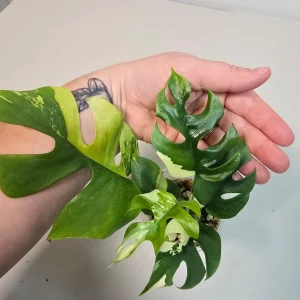 Variegated Rhaphidophora Tetrasperma Albo Live Plant - Mini Monstera Houseplant - Image 3