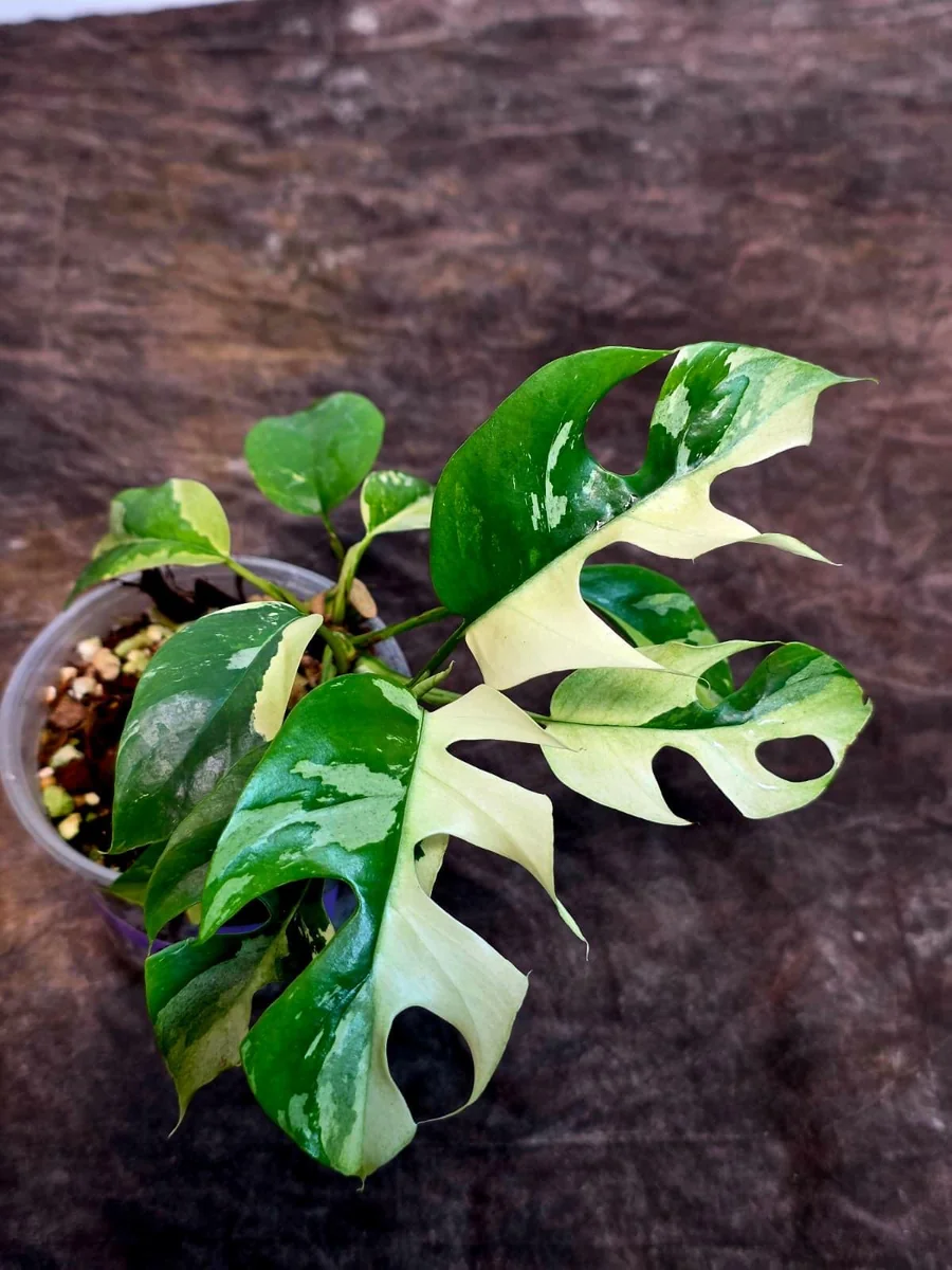 Variegated Rhaphidophora Tetrasperma Albo Live Plant - Mini Monstera Houseplant - Image 3