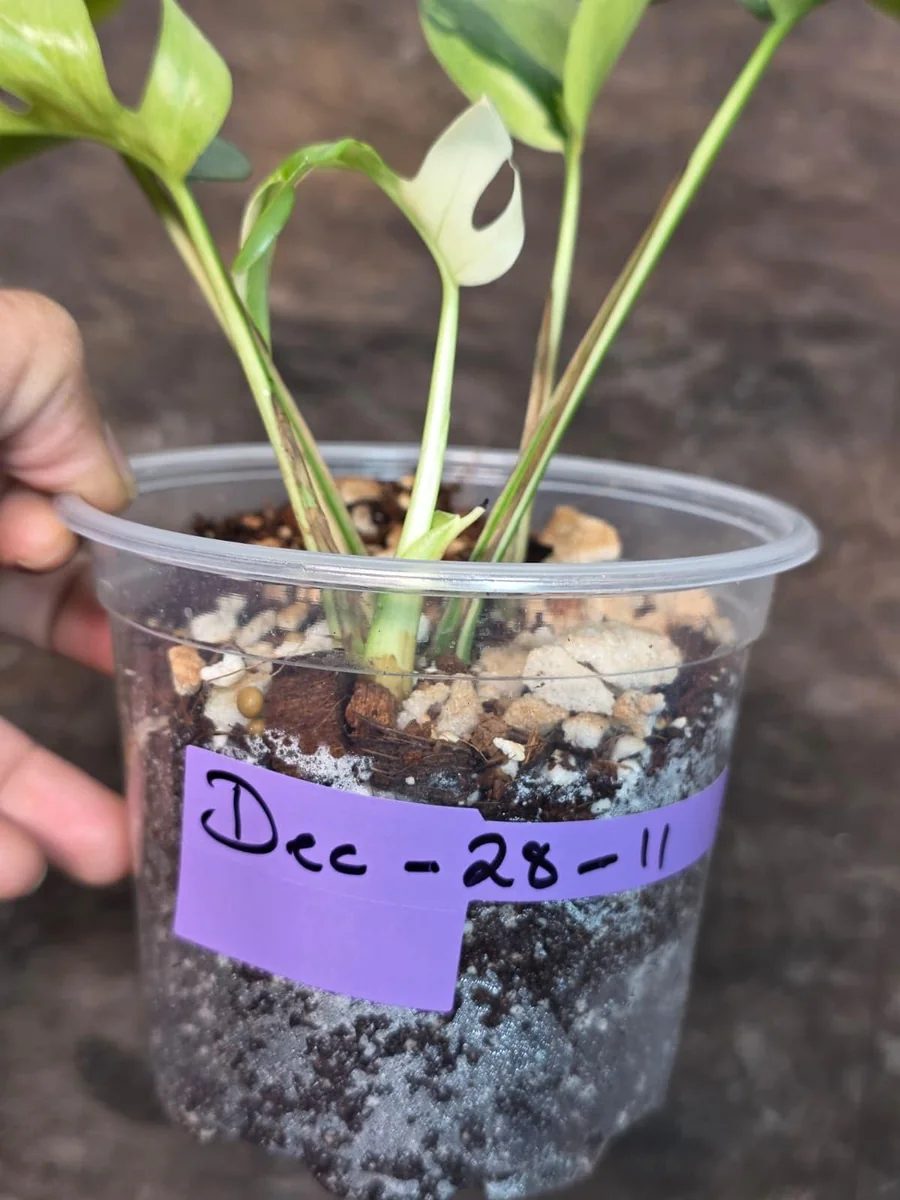 Variegated Rhaphidophora Tetrasperma Albo Live Plant - Mini Monstera Aroid - Image 4